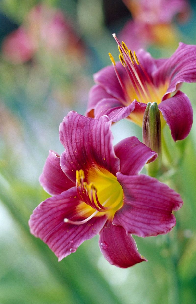 Daylilies