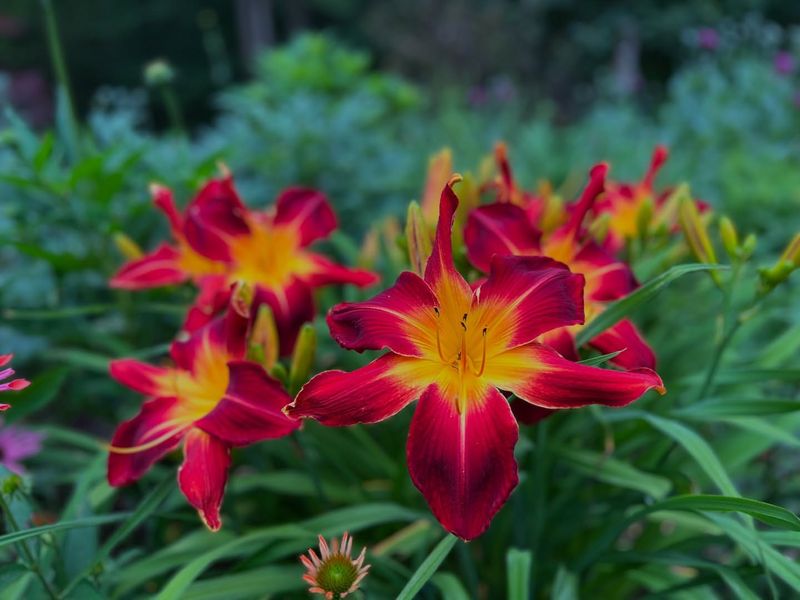 Daylily