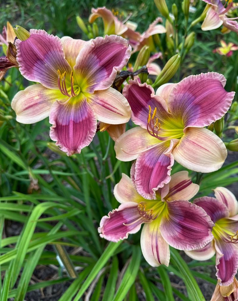 Daylily