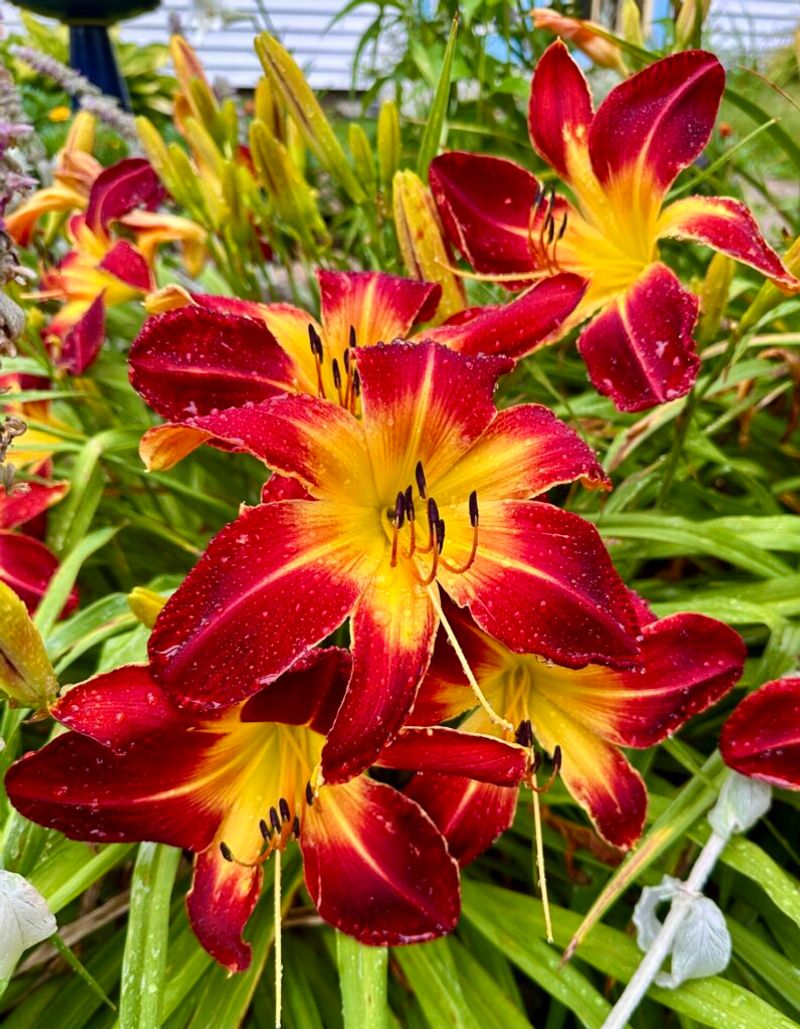 Daylily