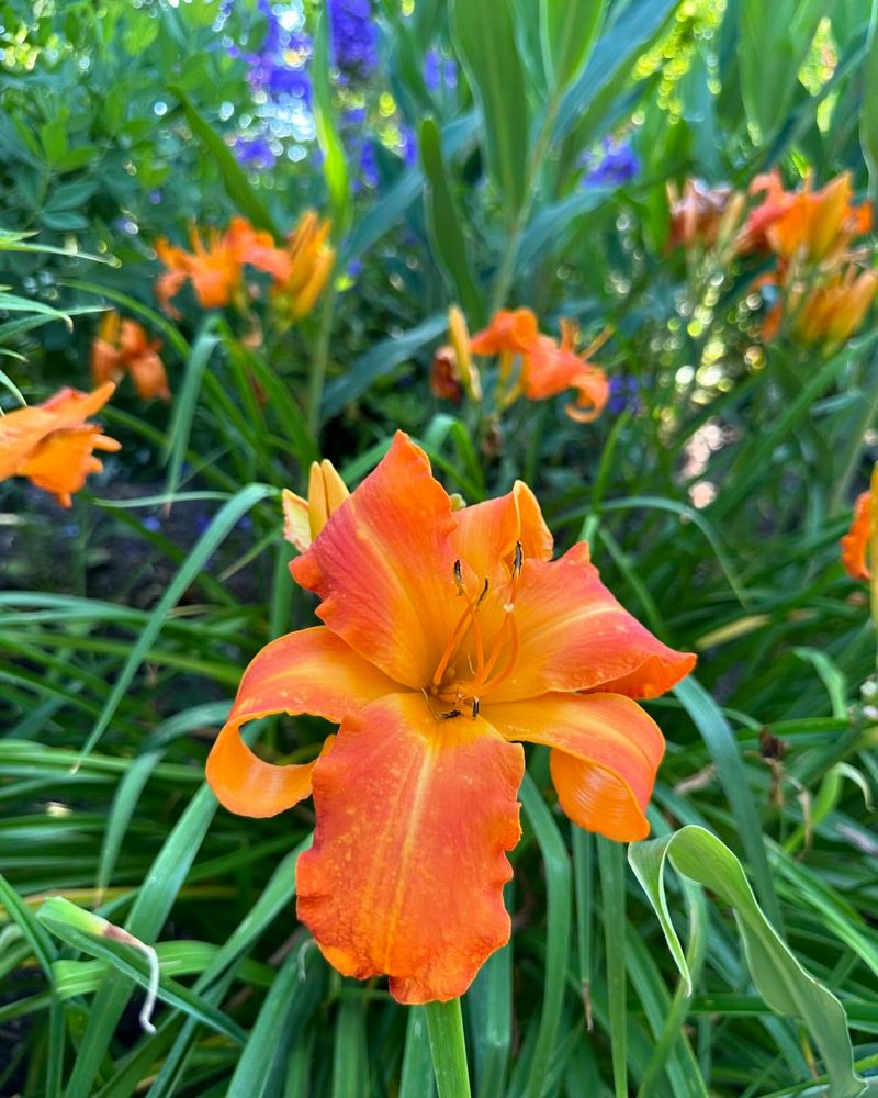 Daylily