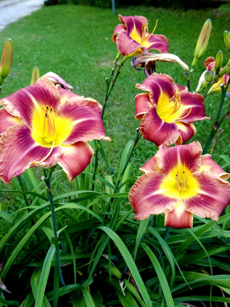 Daylily