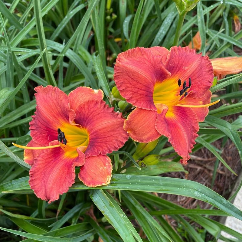 Daylily (Hemerocallis)