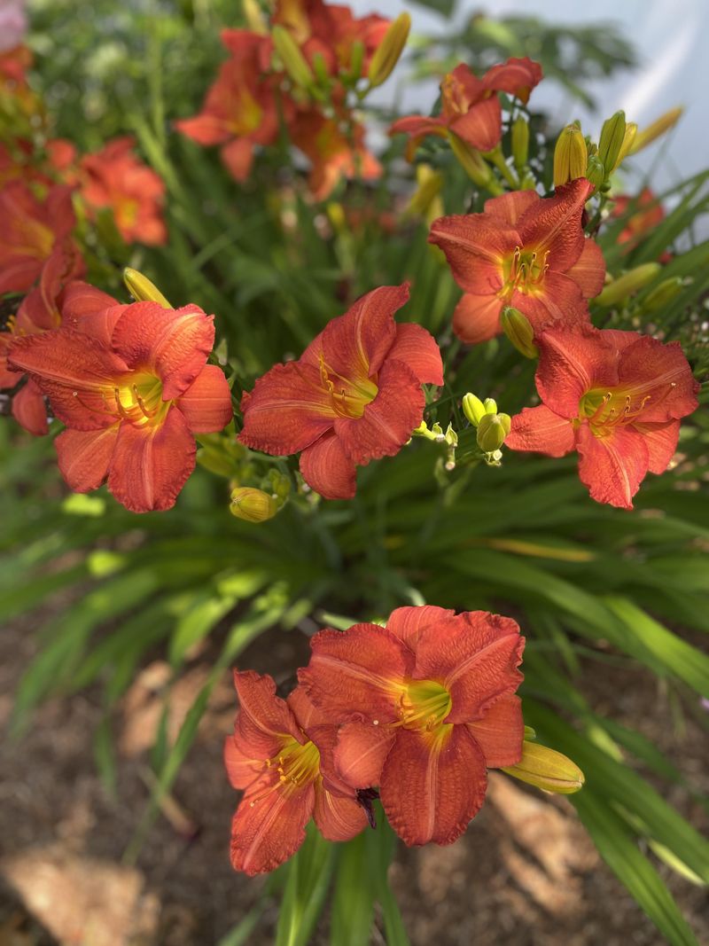 Daylily