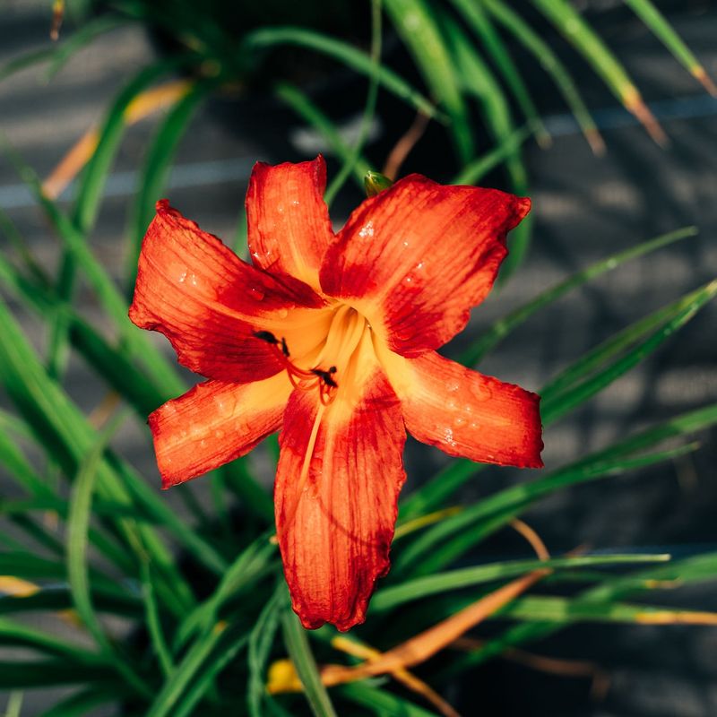 Dazzling Daylily