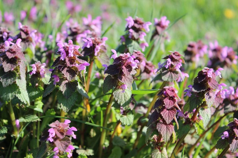 Dead Nettle