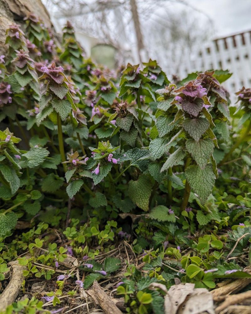 Dead Nettle