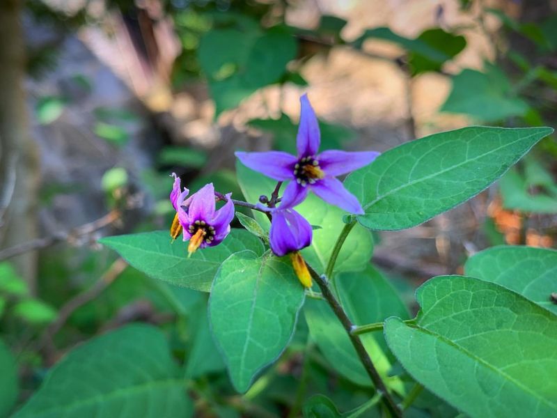 Deadly Nightshade