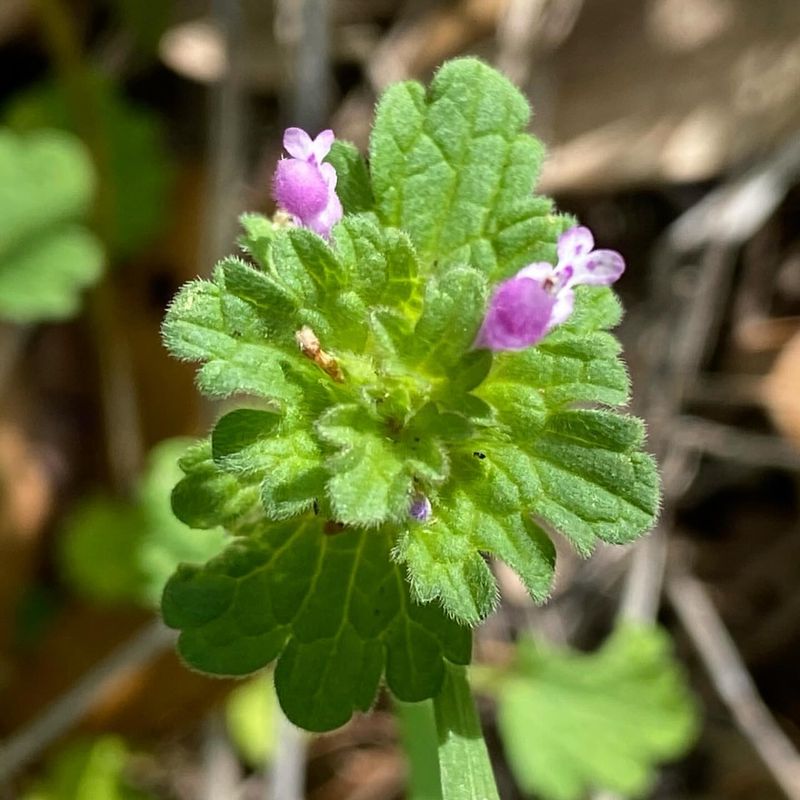 Deadnettle