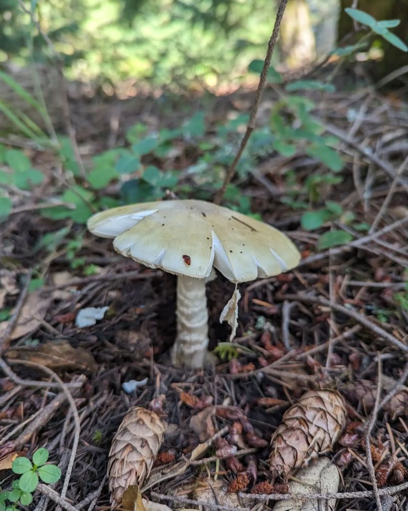 Death Cap