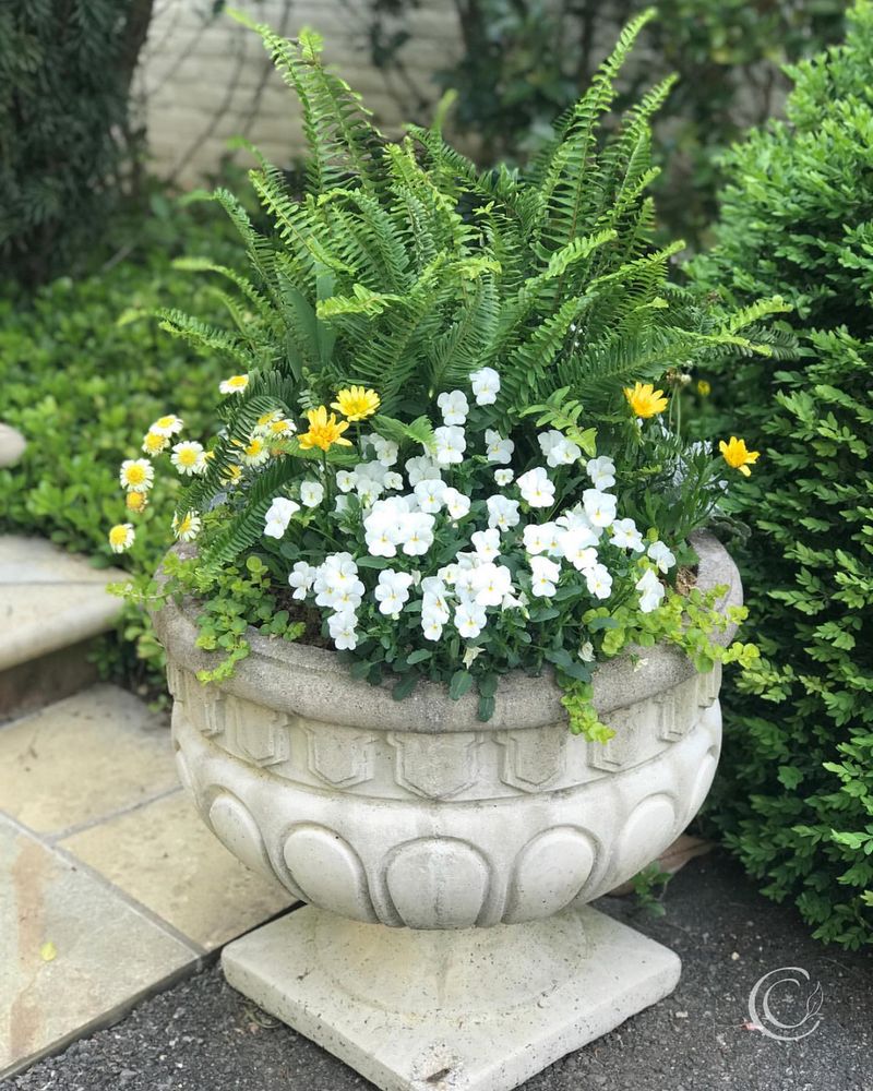 Decorative Garden Pots