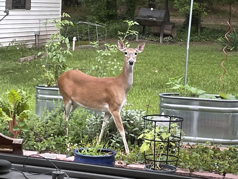 Deer Decoys