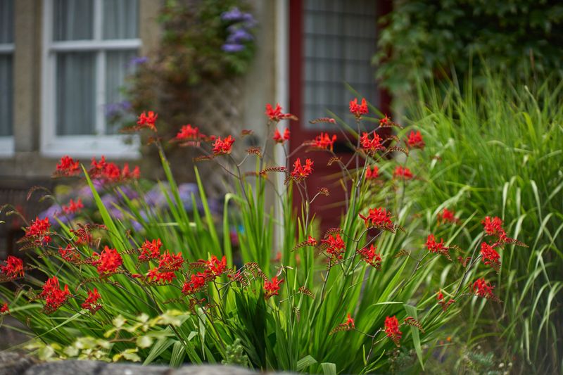 Deer-Resistant Plants