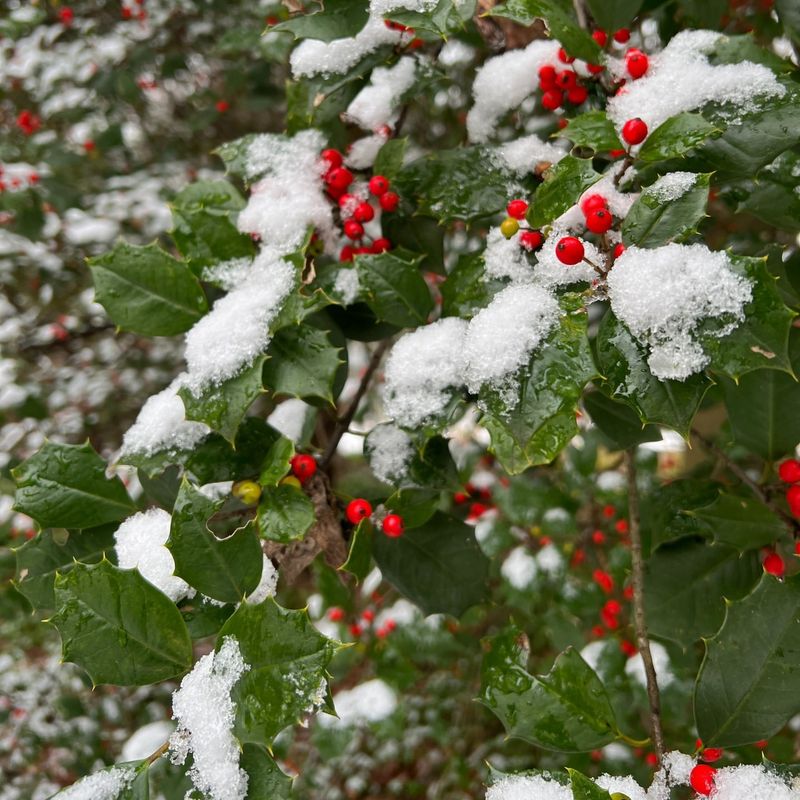 Delaware: American Holly