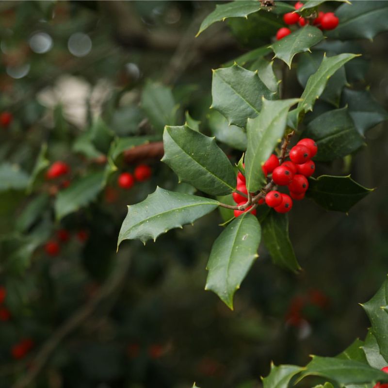 Delaware - American Holly