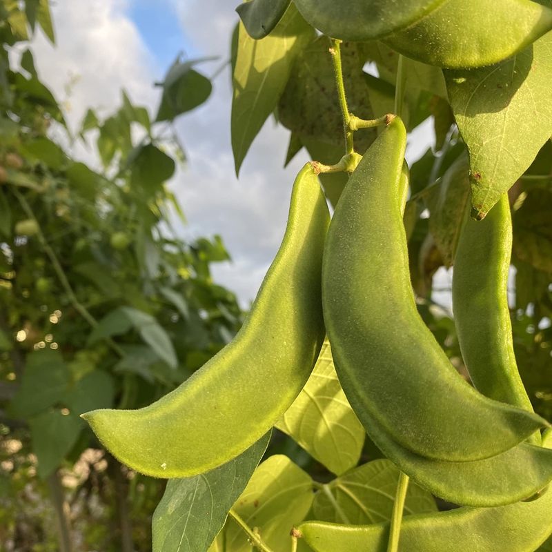 Delaware: Lima Beans