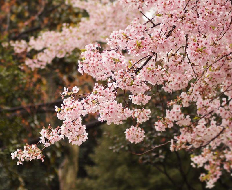 Delaware: Peach Blossom