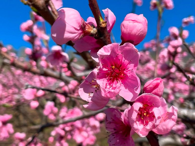 Delaware - Peach Blossom