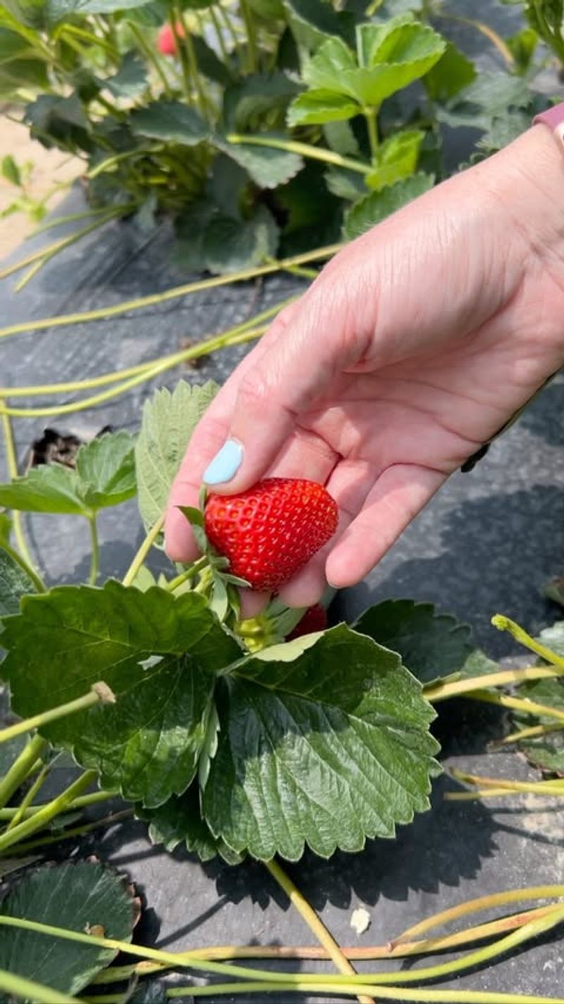 Delaware: Strawberry