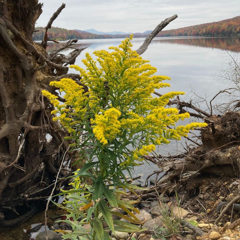 Delaware: Sweet Golden Rod