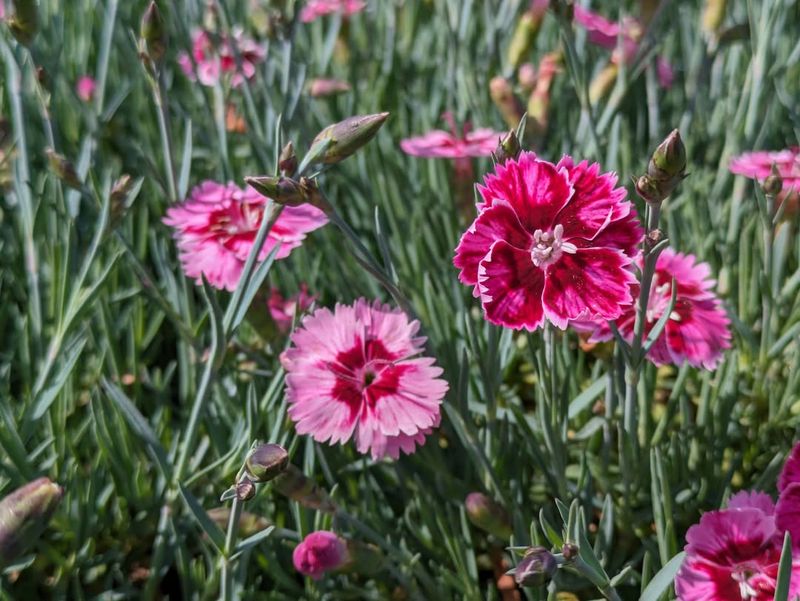 Delightful Dianthus