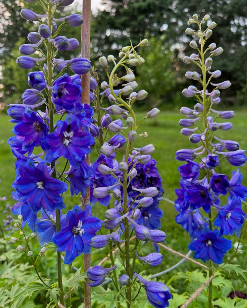 Delphinium