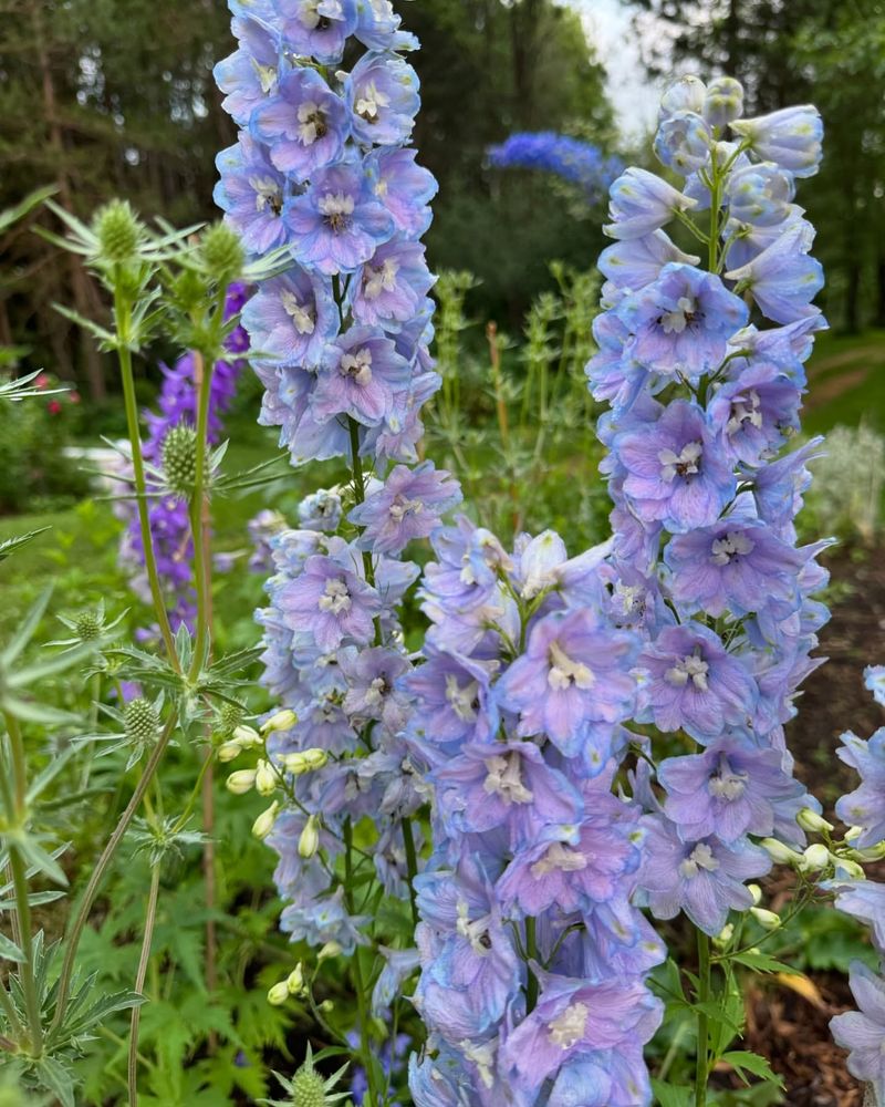 Delphinium