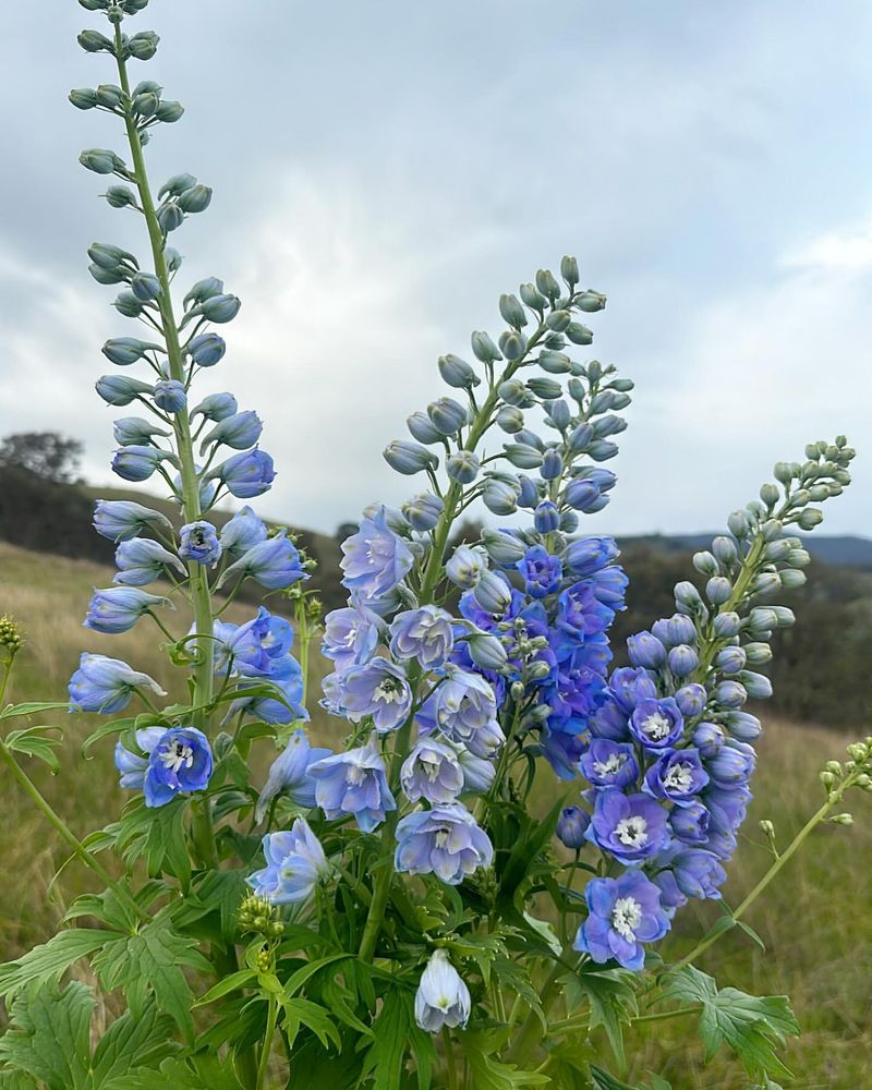 Delphinium