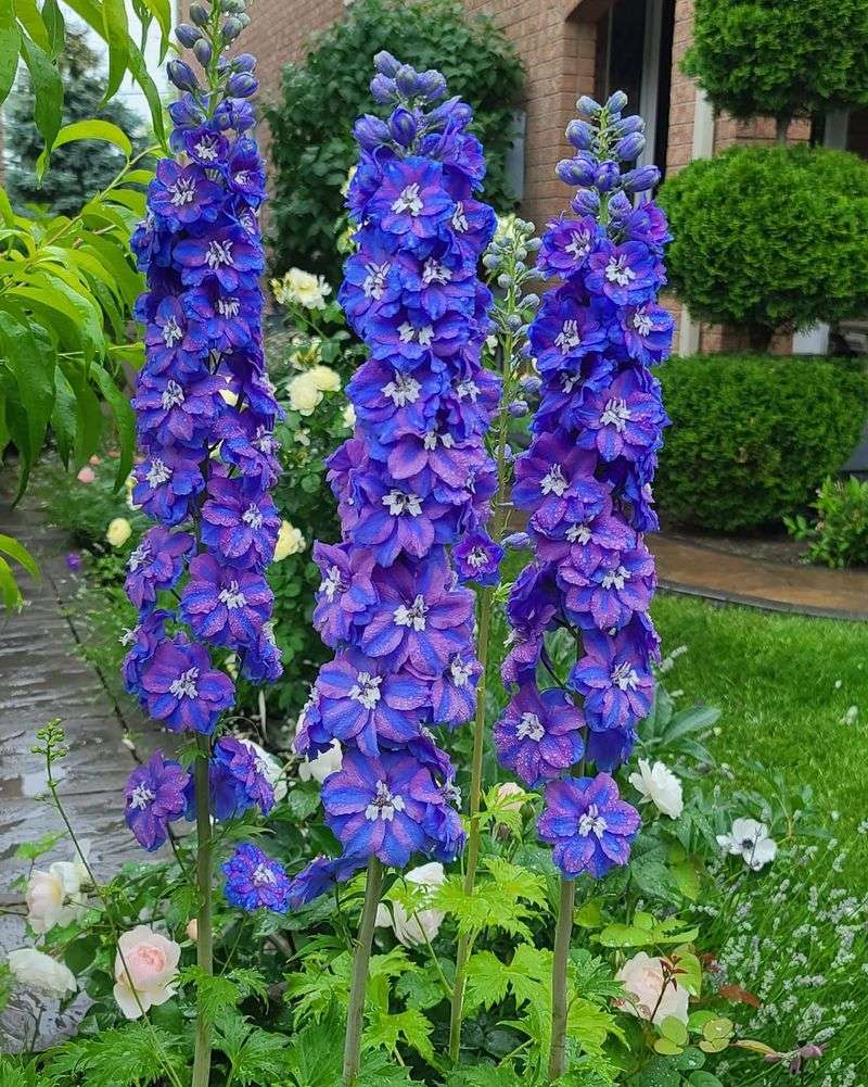 Delphiniums