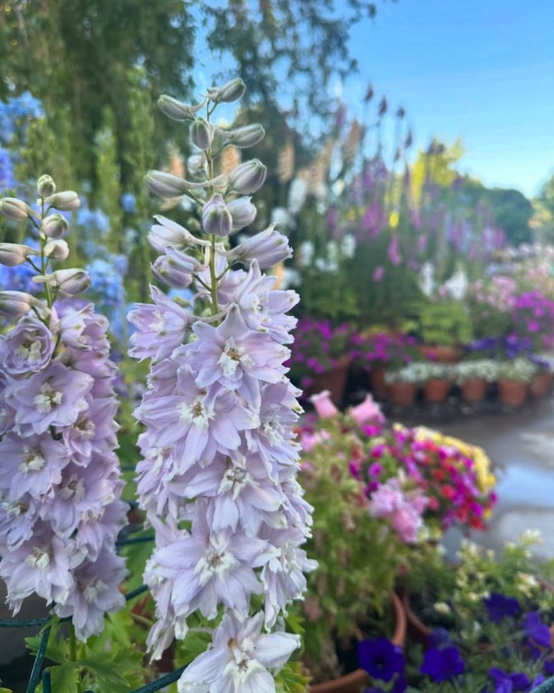 Delphiniums