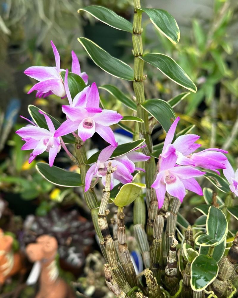 Dendrobium