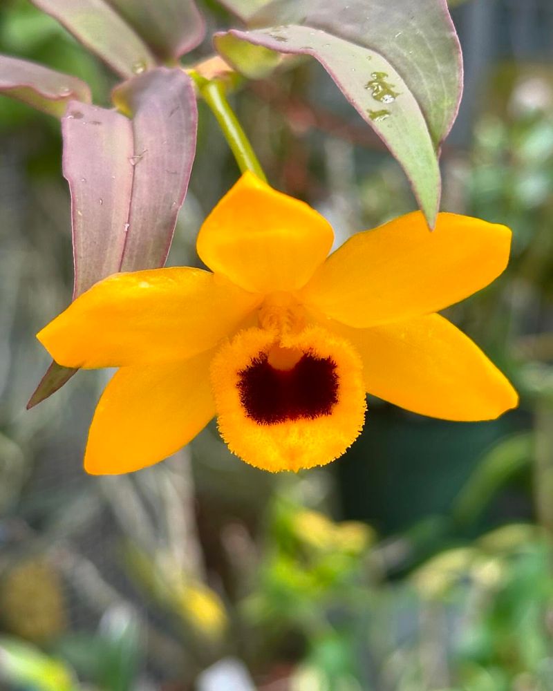 Dendrobium Orchid