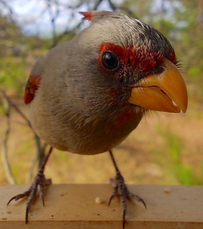 Desert Cardinal