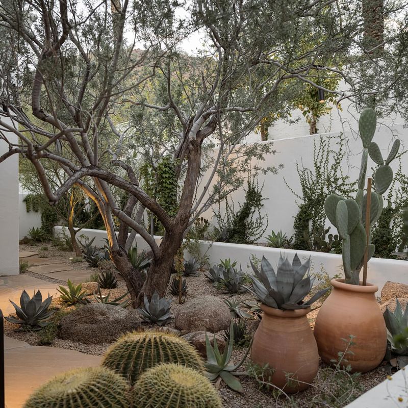 Desert Garden