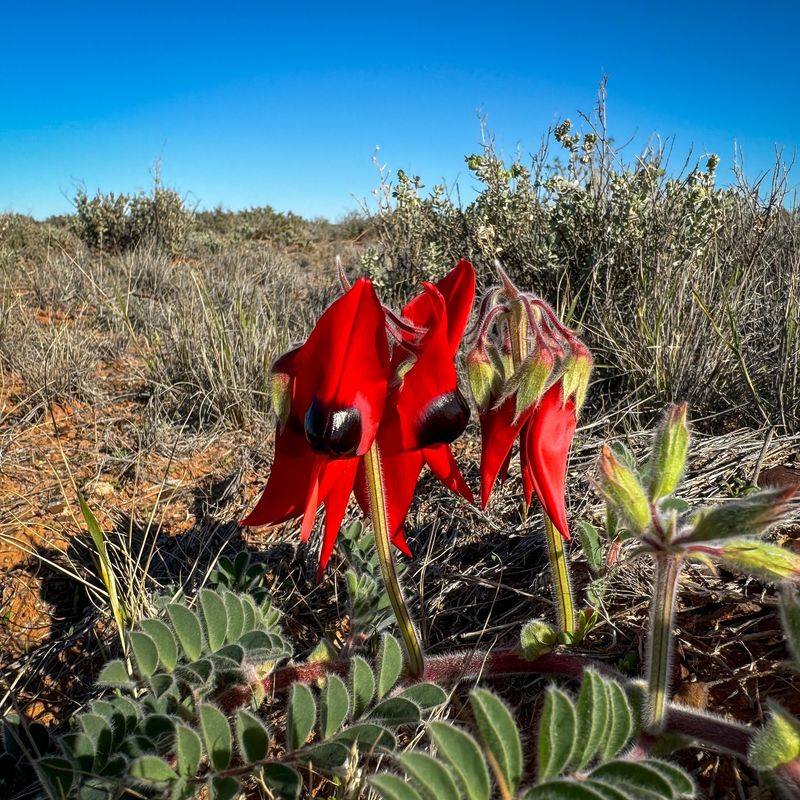 Desert Pea