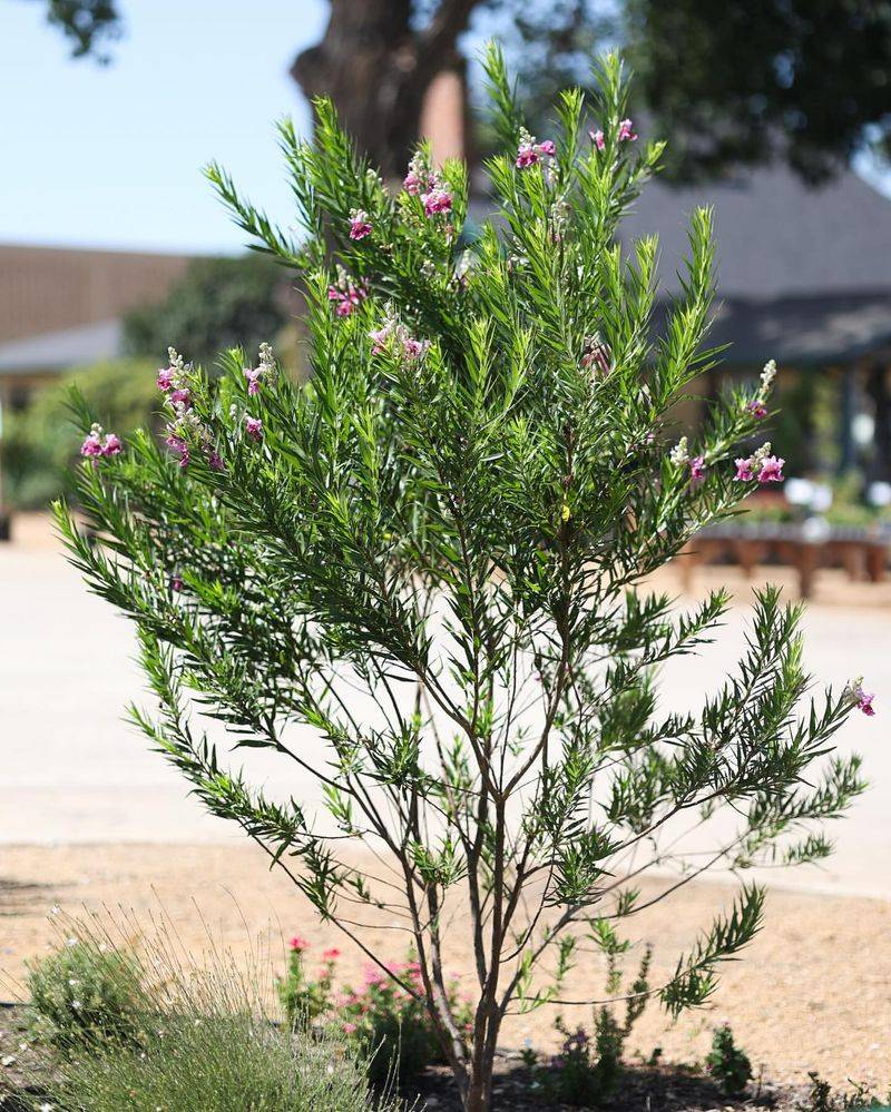 Desert Willow