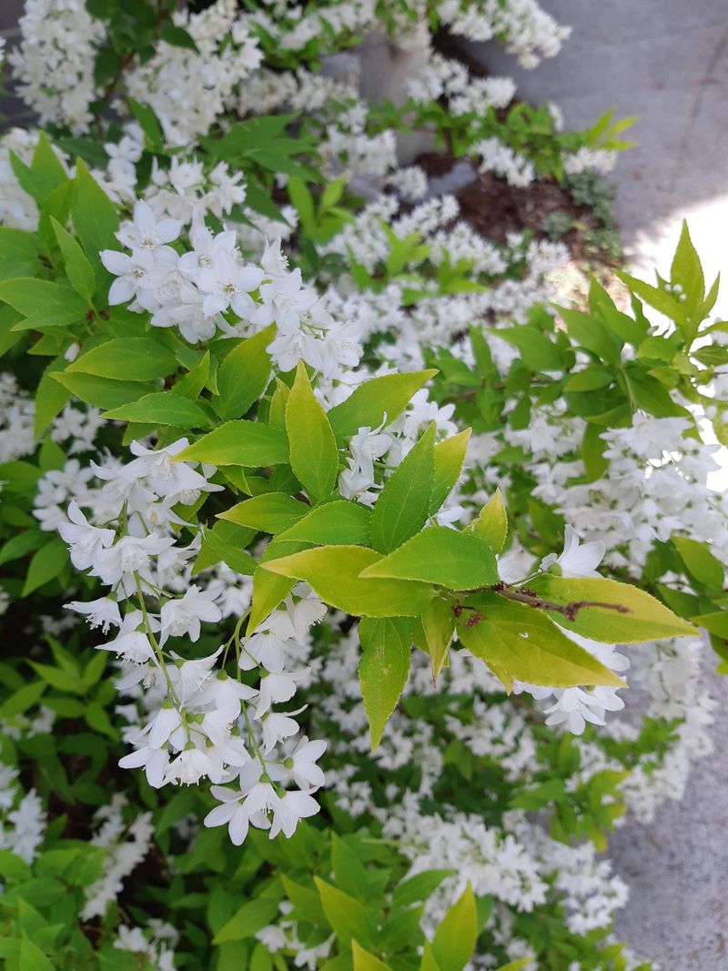 Deutzia