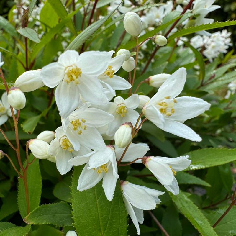 Deutzia gracilis