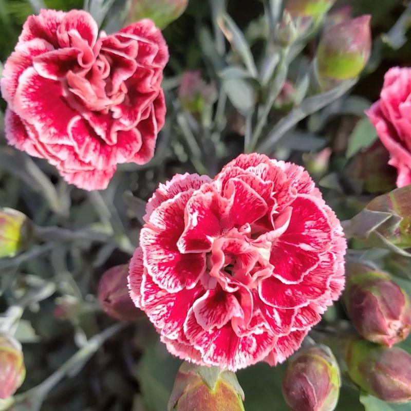 Dianthus