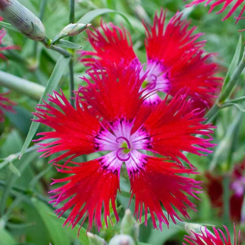 Dianthus