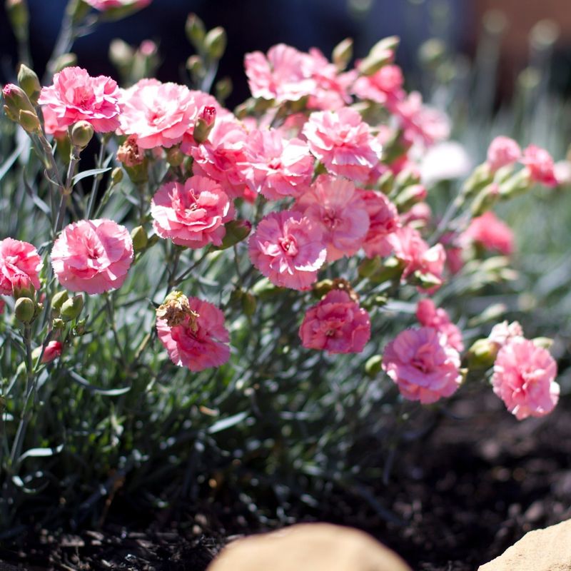 Dianthus