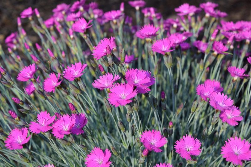 Dianthus