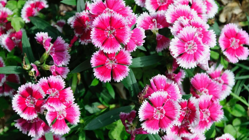 Dianthus