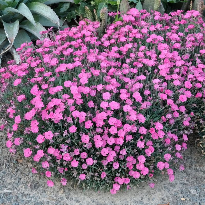 Dianthus Deltoides