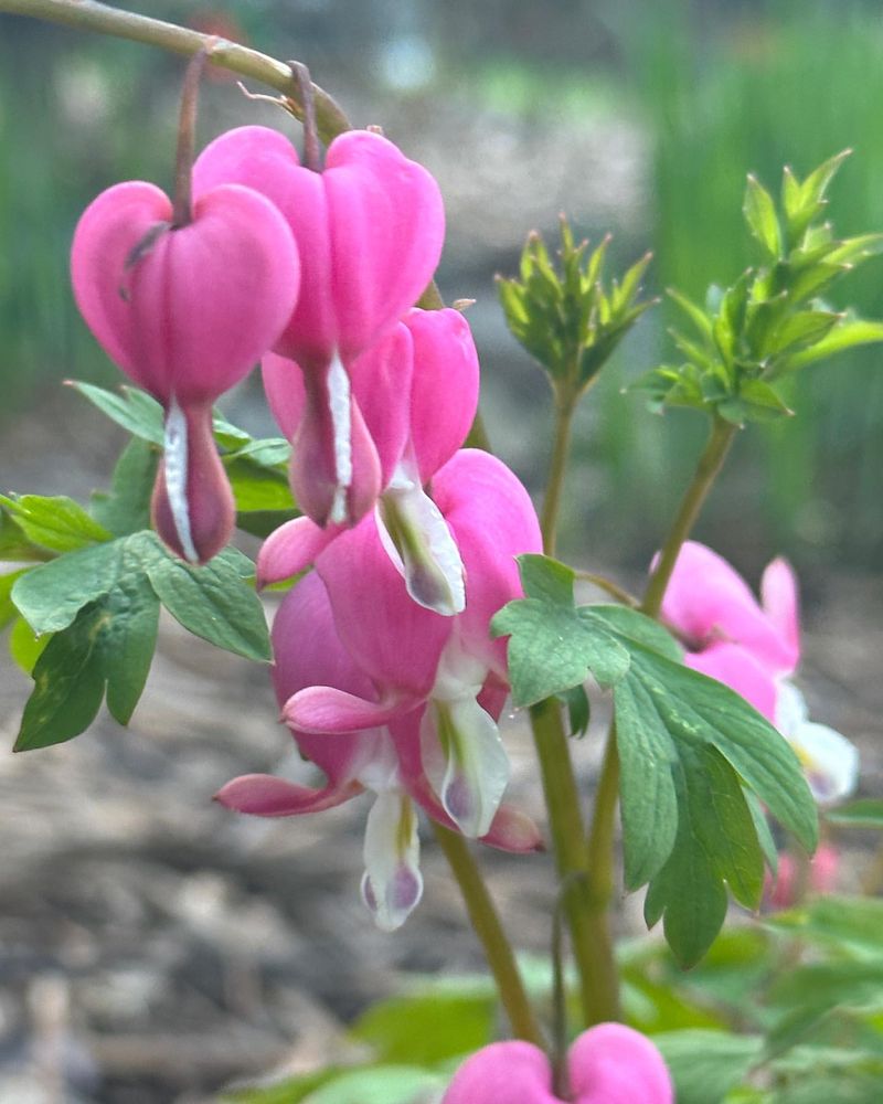 Dicentra