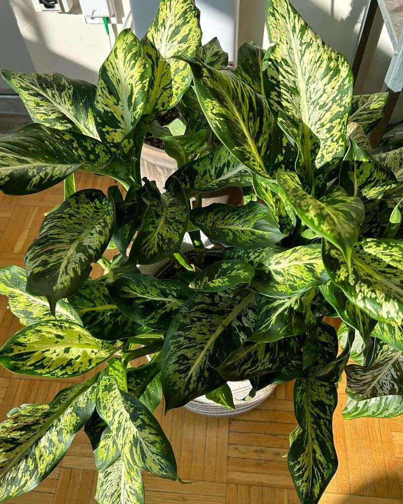 Dieffenbachia