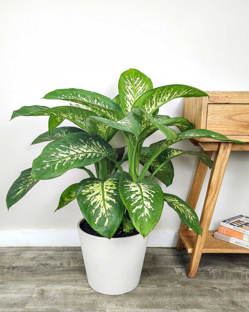 Dieffenbachia