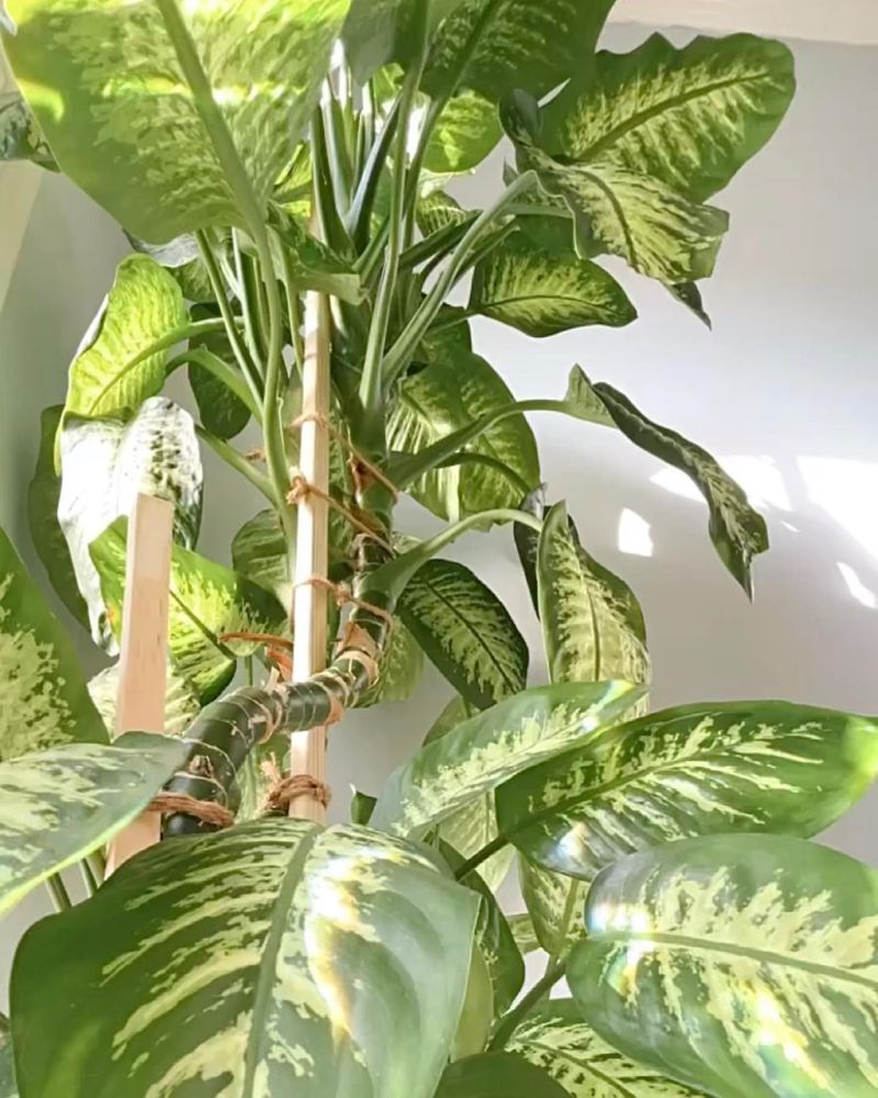 Dieffenbachia