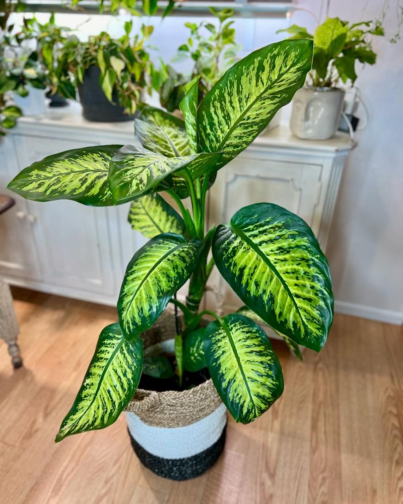 Dieffenbachia