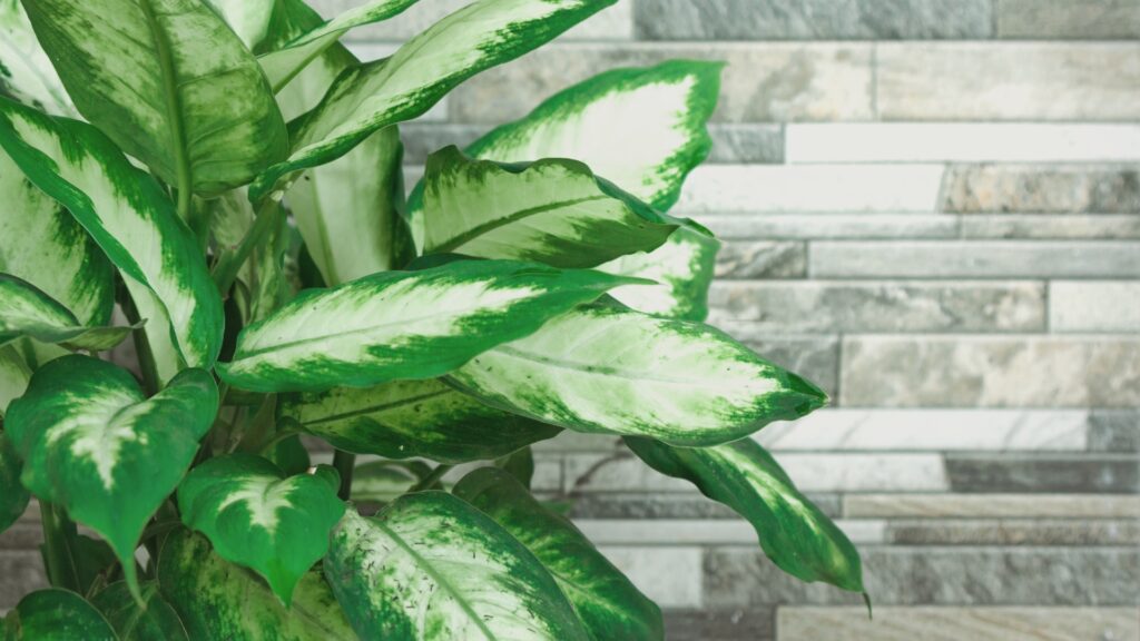 Leopard Lily (Dieffenbachia ‘Camille’)

